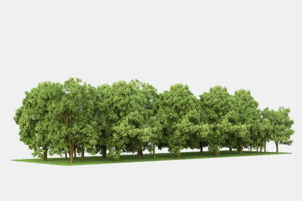 Лісова Сцена Ізольована Сірому Фоні Візуалізація Ілюстрація — стокове фото