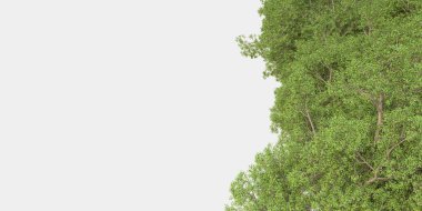 Orman ıssız. Görüntü pankartlar, posterler ya da fotoğraf manipülasyonları için kullanışlı. 3d görüntüleme - illüstrasyon