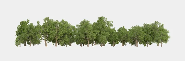 삼림이 고립되었다 배너나 포스터 조작에 이미지 렌더링 — 스톡 사진
