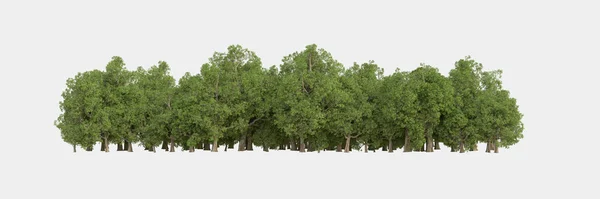森林隔离 图片可用于横幅 海报或照片操纵 3D渲染 — 图库照片