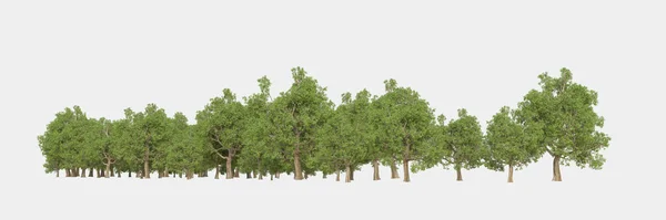 森林隔离 图片可用于横幅 海报或照片操纵 3D渲染 — 图库照片