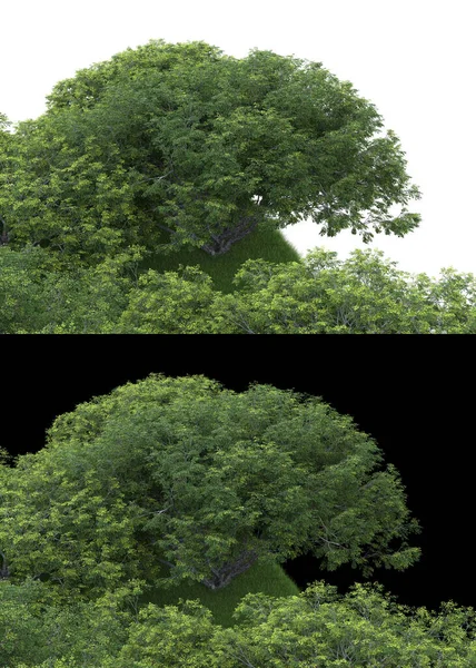 白と黒の背景に隔離された写真操作のための葉の風景 3Dレンダリング イラスト — ストック写真
