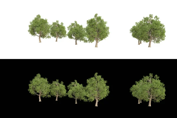 白と黒の背景に隔離された写真操作のための葉の風景 3Dレンダリング イラスト — ストック写真