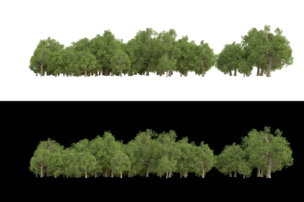 Beyaz ve siyah arkaplanda izole edilmiş fotoğraf manipülasyonu için yeşillik. 3d görüntüleme - illüstrasyon