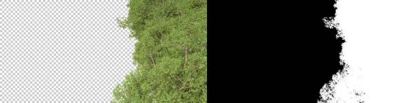 Άγρια Δέντρα Απομονωμένα Γκρι Φόντο Απόδοση Εικονογράφηση — Φωτογραφία Αρχείου