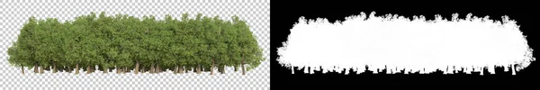 Wilde Bomen Geïsoleerd Grijze Achtergrond Weergave Illustratie — Stockfoto