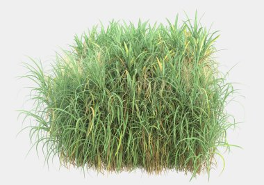 Gri arka planda izole edilmiş çimen adası. 3d görüntüleme - illüstrasyon