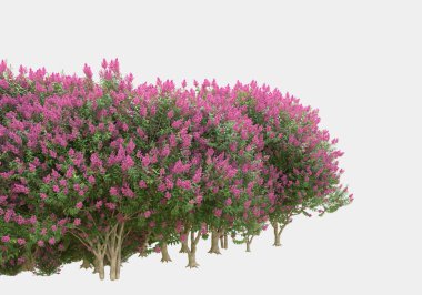 Gri arka planda yalıtılmış bahar çiçekleri ve çimenler. 3d görüntüleme - illüstrasyon