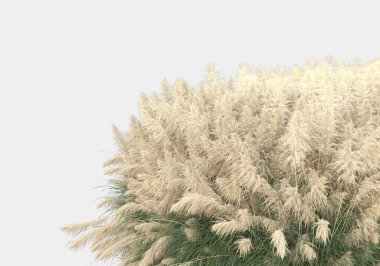 Gri arka planda izole edilmiş yabani ot ve çim. 3d görüntüleme - illüstrasyon