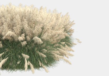 Gri arka planda izole edilmiş yabani ot ve çim. 3d görüntüleme - illüstrasyon