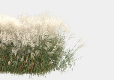 Gri arka planda izole edilmiş yabani ot ve çim. 3d görüntüleme - illüstrasyon