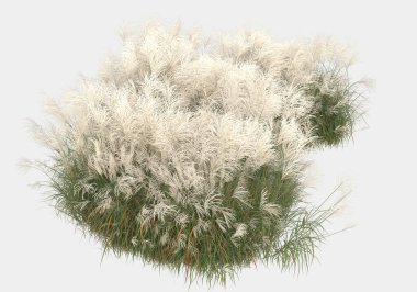 Gri arka planda izole edilmiş yabani ot ve çim. 3d görüntüleme - illüstrasyon