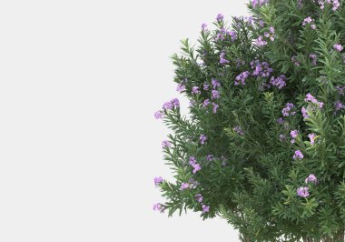 Gri arka planda çiçekli yabani otlar. 3d görüntüleme - illüstrasyon