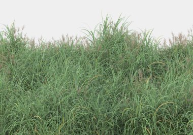 Gri arka planda çiçekli yabani otlar. 3d görüntüleme - illüstrasyon