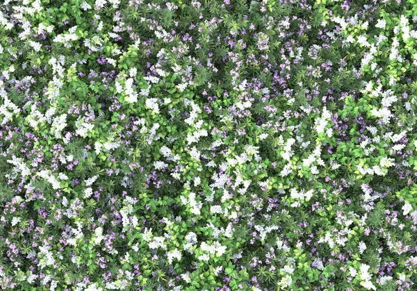 Frühlingsblumen Und Gras Isoliert Auf Grauem Hintergrund Darstellung Illustration — Stockfoto