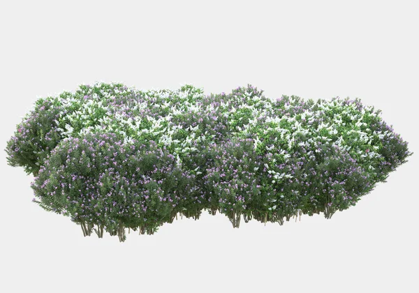 春天的花朵和青草在灰色的背景上隔离开来 3D渲染 — 图库照片