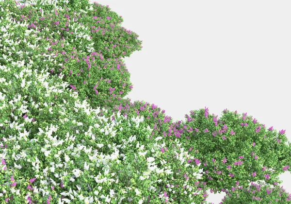 春天的花朵和青草在灰色的背景上隔离开来 3D渲染 — 图库照片