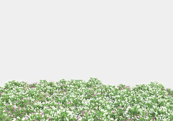 Fleurs Printanières Herbe Isolées Sur Fond Gris Rendu Illustration — Photo