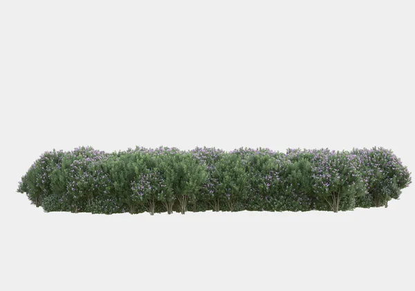 Spring Flowers Grass Isolated Grey Background Rendering Illustration — Stock Photo, Image