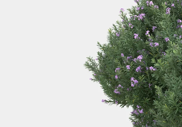 Våren Blommor Och Gräs Isolerad Grå Bakgrund Återgivning Illustration — Stockfoto