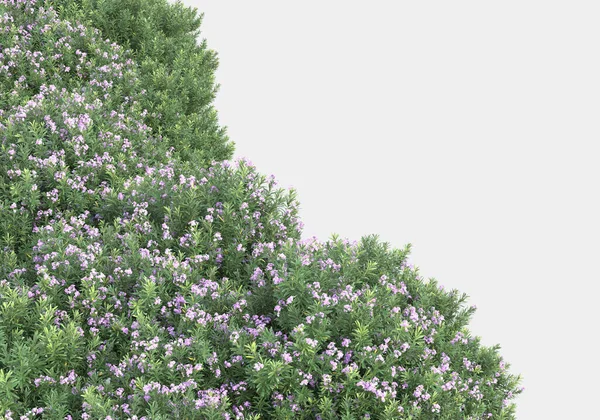 Våren Blommor Och Gräs Isolerad Grå Bakgrund Återgivning Illustration — Stockfoto