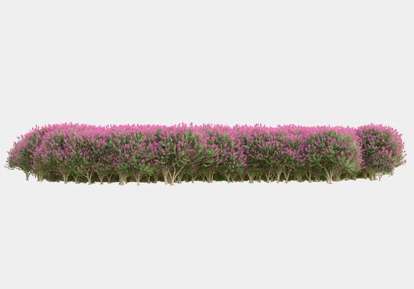 灰色の背景に孤立した春の花や草 3Dレンダリング イラスト — ストック写真