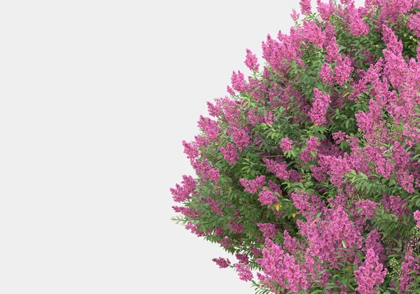 Весняні Квіти Трава Ізольовані Сірому Фоні Візуалізація Ілюстрація — стокове фото