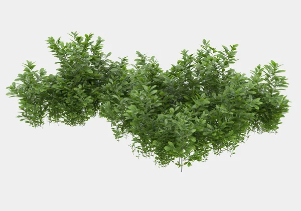 Gri arka planda yalıtılmış bahar çiçekleri ve çimenler. 3d görüntüleme - illüstrasyon