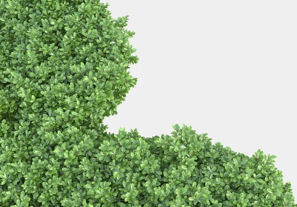 Поле Травы Цветами Изолировано Сером Фоне Рендеринг Иллюстрация — стоковое фото