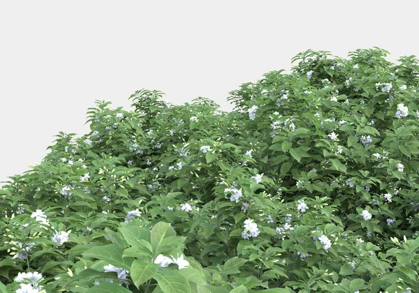 Gri Arka Planda Çiçekli Çimen Tarlası Görüntüleme Illüstrasyon — Stok fotoğraf