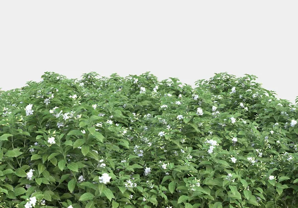 Gräsplan Med Blommor Isolerade Grå Bakgrund Återgivning Illustration — Stockfoto