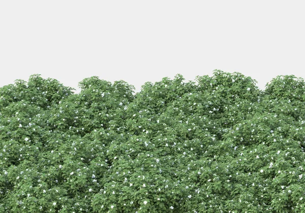 Grasveld Met Bloemen Geïsoleerd Grijze Achtergrond Weergave Illustratie — Stockfoto