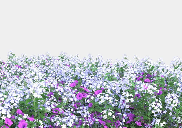 Campo Hierba Con Flores Aisladas Sobre Fondo Gris Representación Ilustración — Foto de Stock