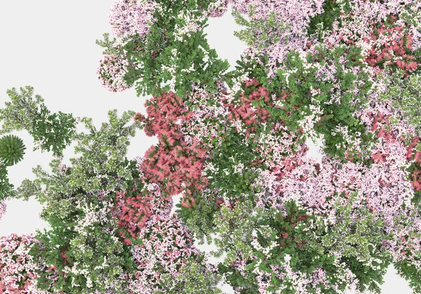 花朵在灰色的背景上被隔离 3D渲染 — 图库照片