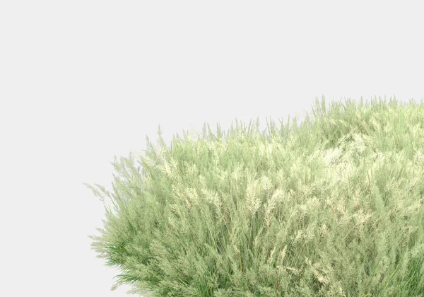 Wild Gras Met Bloemen Geïsoleerd Grijze Achtergrond Weergave Illustratie — Stockfoto