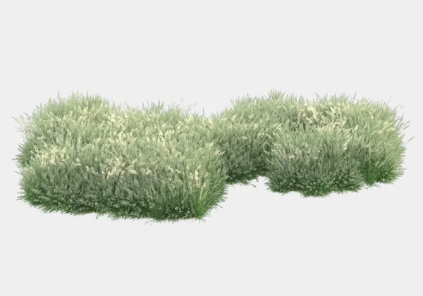 灰色の背景に孤立した花を持つ野生の草 3Dレンダリング イラスト — ストック写真