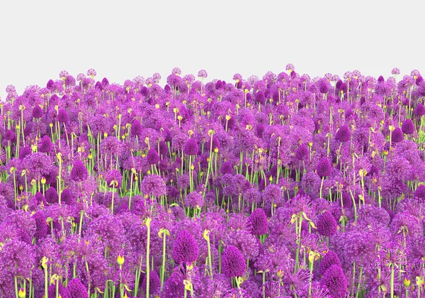 Vilt Gräs Med Blommor Isolerade Grå Bakgrund Återgivning Illustration — Stockfoto