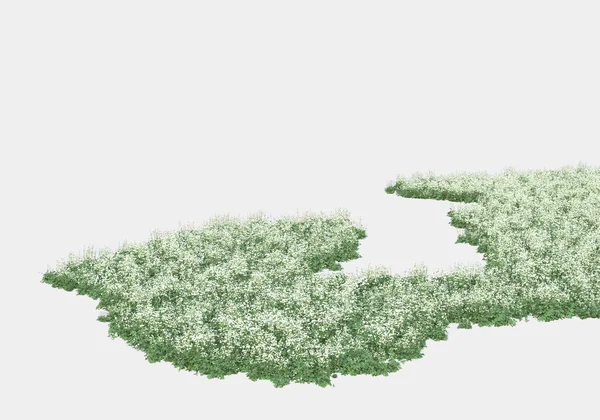 Wild Gras Met Bloemen Geïsoleerd Grijze Achtergrond Weergave Illustratie — Stockfoto