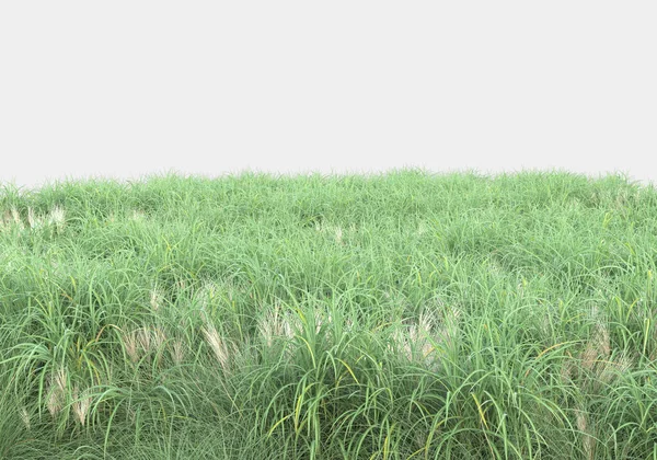 Wild Grass Turf Isolated Grey Background Rendering Illustration — Stock Photo, Image