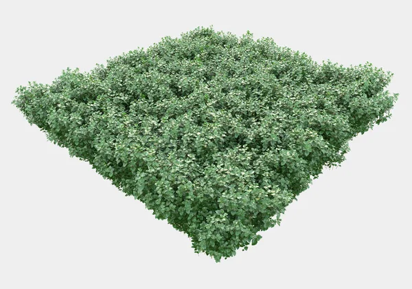 Wild Gras Gras Geïsoleerd Grijze Achtergrond Weergave Illustratie — Stockfoto