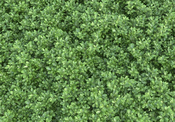 Eiland Van Struiken Bloemen Geïsoleerd Grijze Achtergrond Weergave Illustratie — Stockfoto