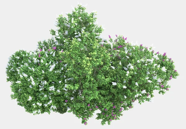 Vilt Gräs Med Blommor Isolerade Grå Bakgrund Återgivning Illustration — Stockfoto