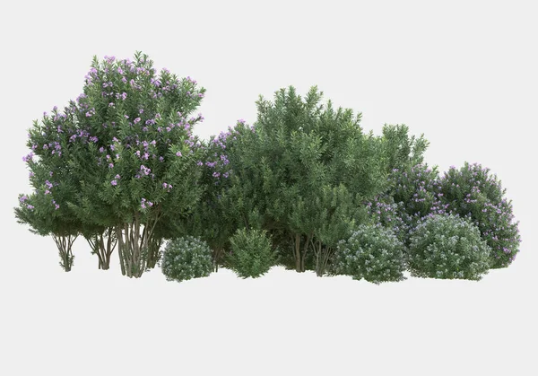 Grama Selvagem Com Flores Isoladas Fundo Cinza Renderização Ilustração — Fotografia de Stock