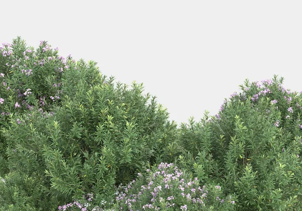 Vilt Gräs Med Blommor Isolerade Grå Bakgrund Återgivning Illustration — Stockfoto