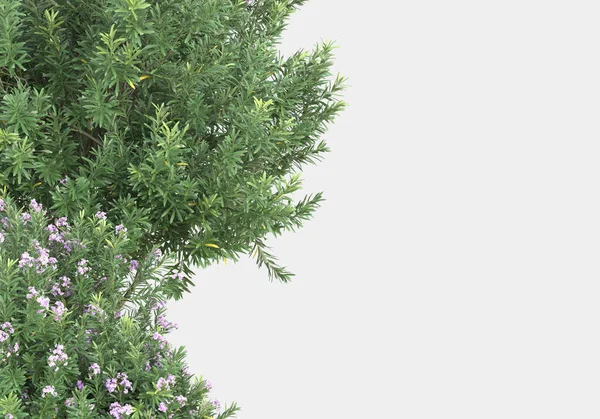 Vilt Gräs Med Blommor Isolerade Grå Bakgrund Återgivning Illustration — Stockfoto