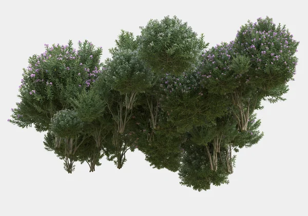 Grama Selvagem Com Flores Isoladas Fundo Cinza Renderização Ilustração — Fotografia de Stock