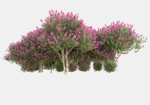 灰色の背景に孤立した花を持つ野生の草 3Dレンダリング イラスト — ストック写真