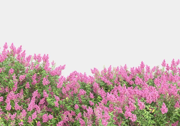 Vilt Gräs Med Blommor Isolerade Grå Bakgrund Återgivning Illustration — Stockfoto