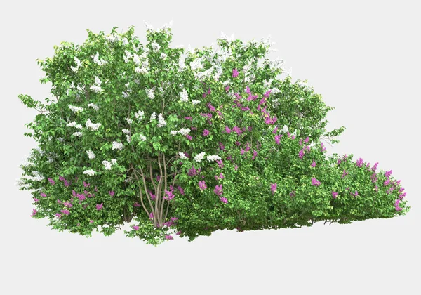 Gri arka planda çiçekli yabani otlar. 3d görüntüleme - illüstrasyon