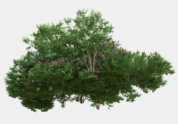 灰色の背景に孤立した花を持つ野生の草 3Dレンダリング イラスト — ストック写真
